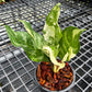 Aglaonema Manila Pride