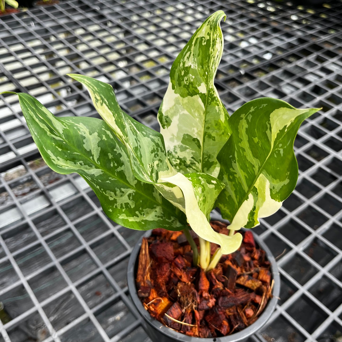 Aglaonema Manila Pride