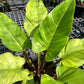 Philodendron Melinonii - Ruay Sup Marble - Exact Plant (P027)