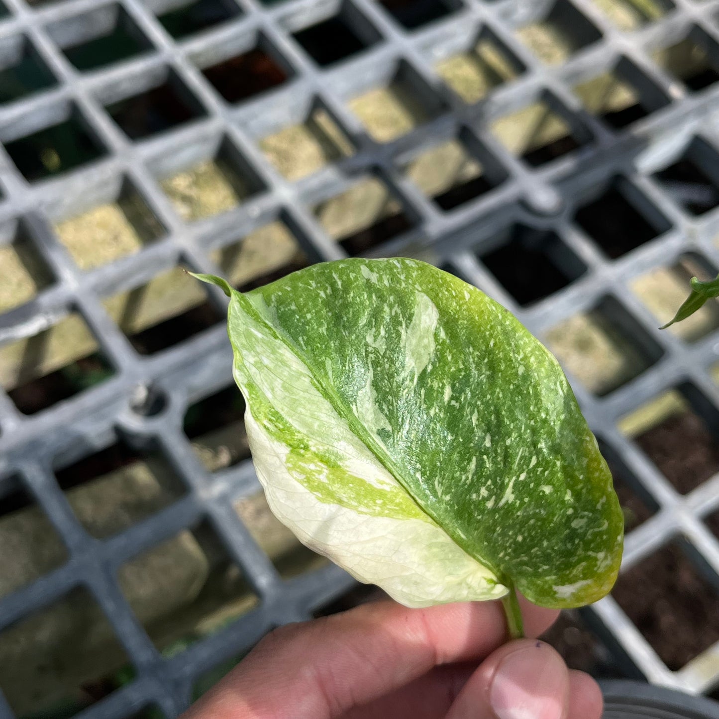 Monstera Deliciosa Tricolor Mutation - Zombie leaves - Exact Plant (M041)