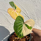 Philodendron Gloriosum Variegated Type1 - Exact Plant