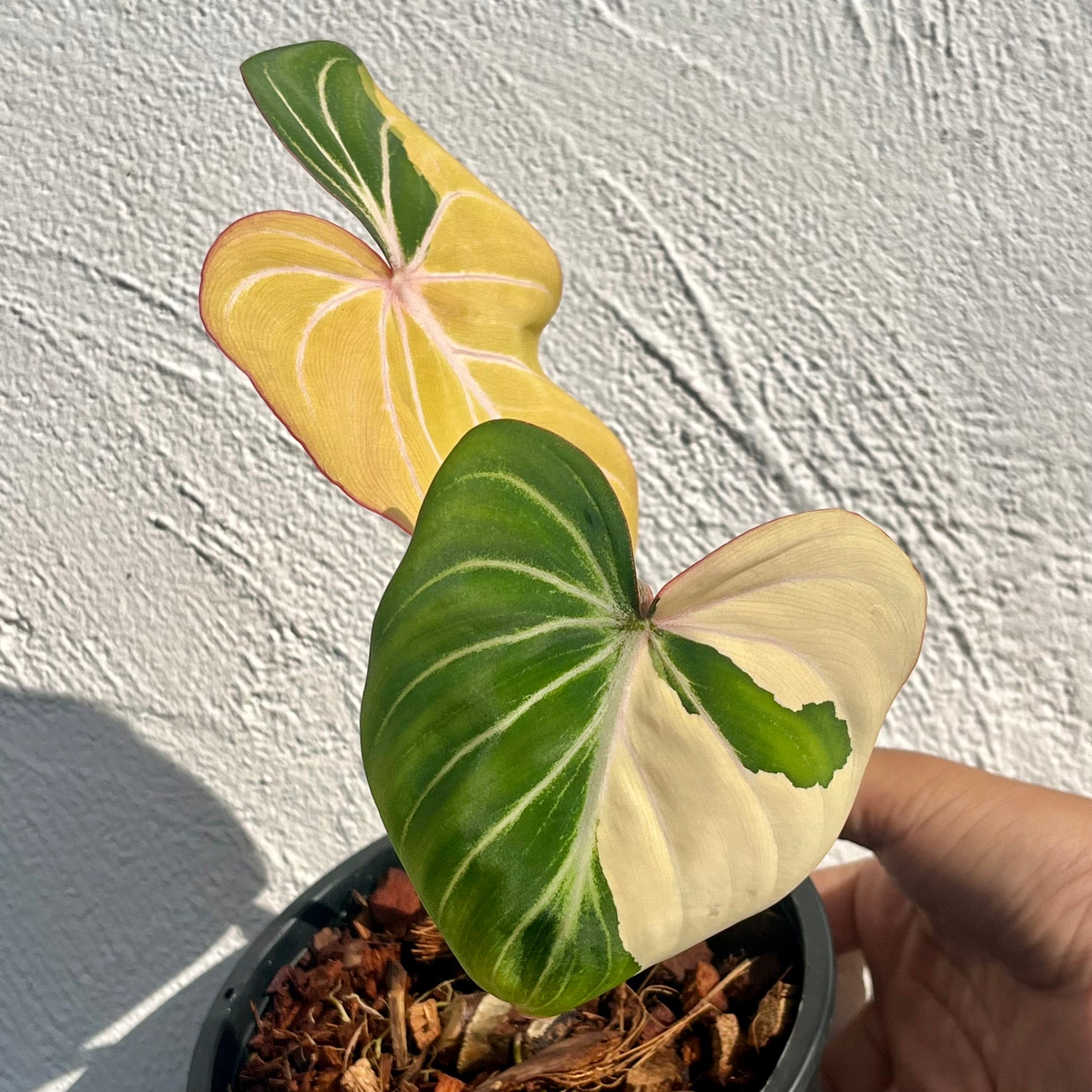 philodendron gloriosum new leaf Philodendron Gloriosum Variegated Type1