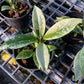 Hoya AH074 Silver