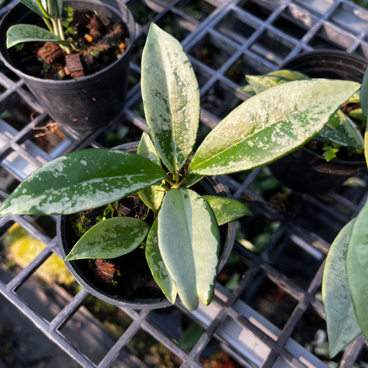 Hoya AH074 Silver