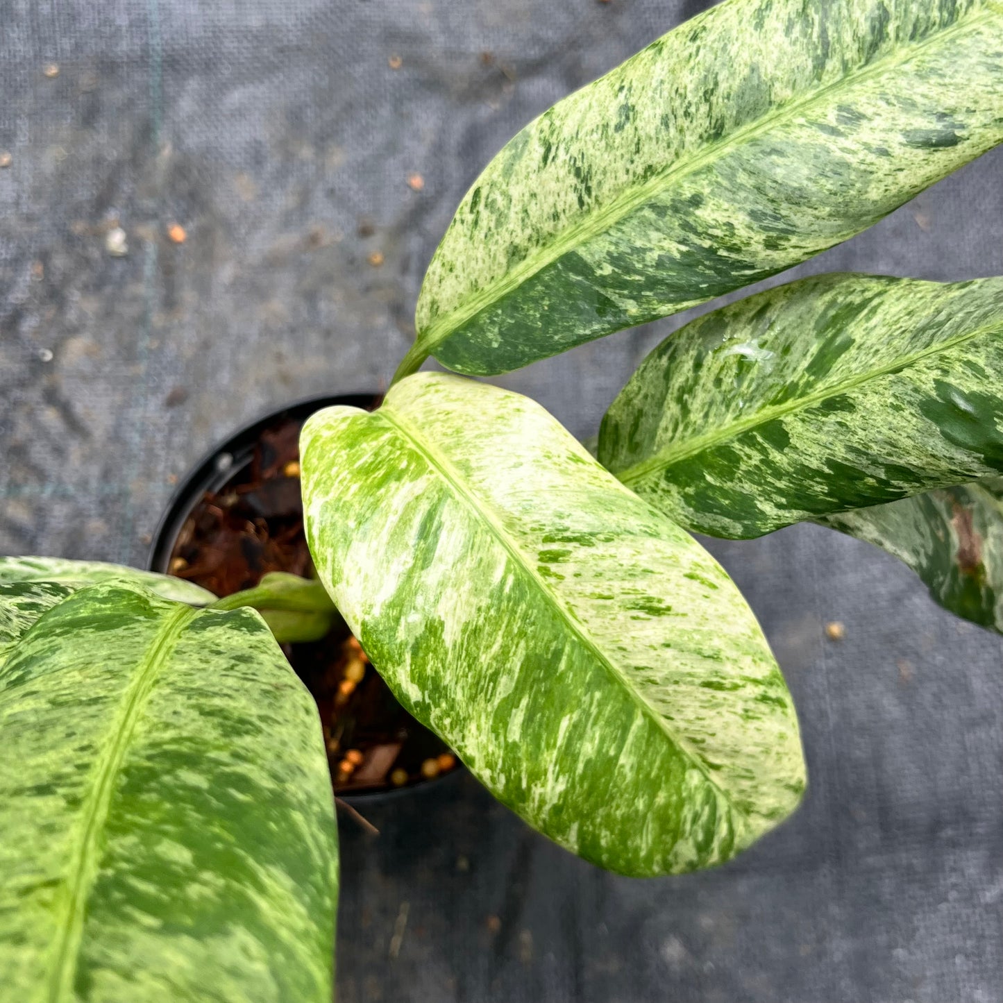 Epipremnum Giganteum Marble