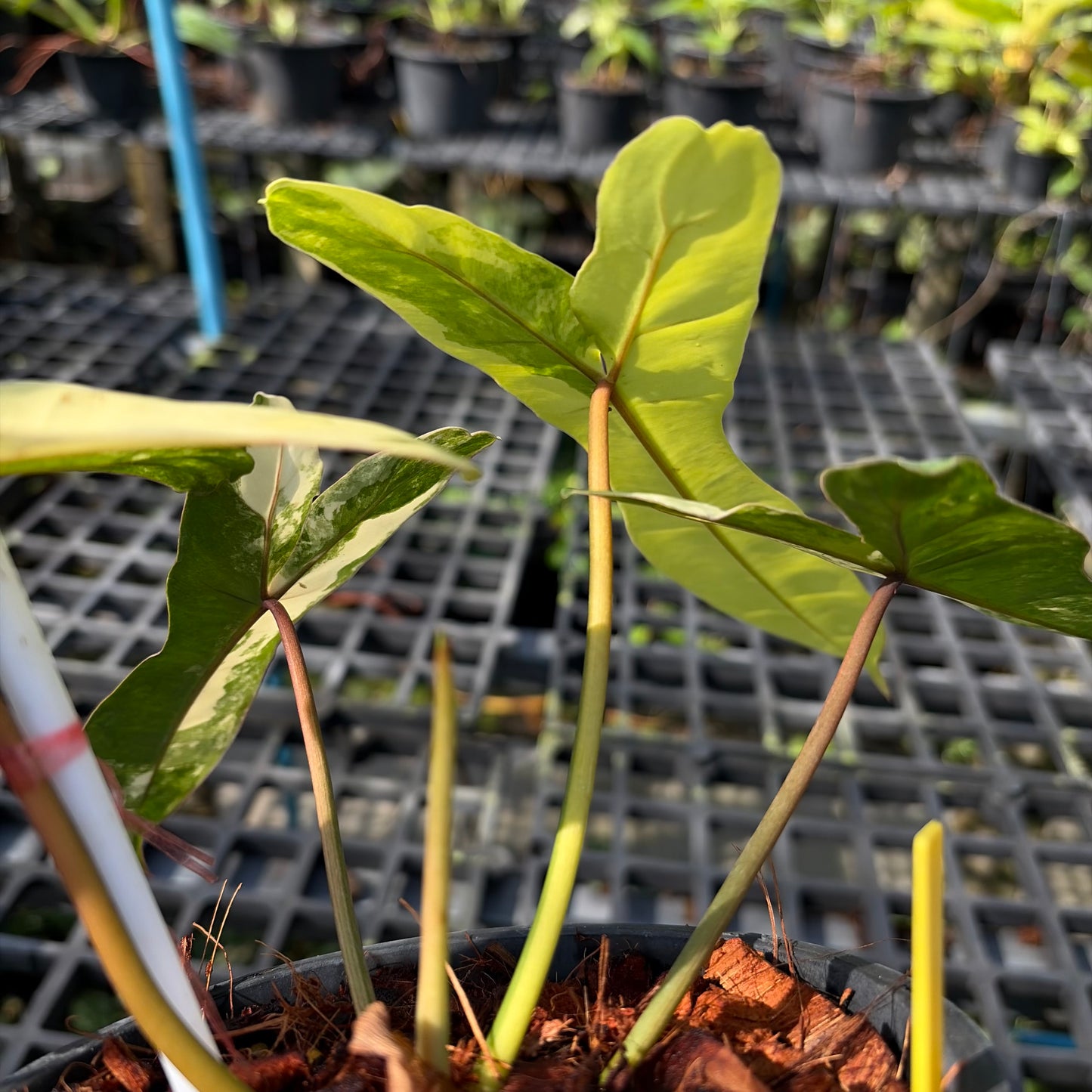 Philodendron Jennifer Variegated - (Hybrid P. Florida Beauty x P. Billietiae) - Exact Plant (P061)