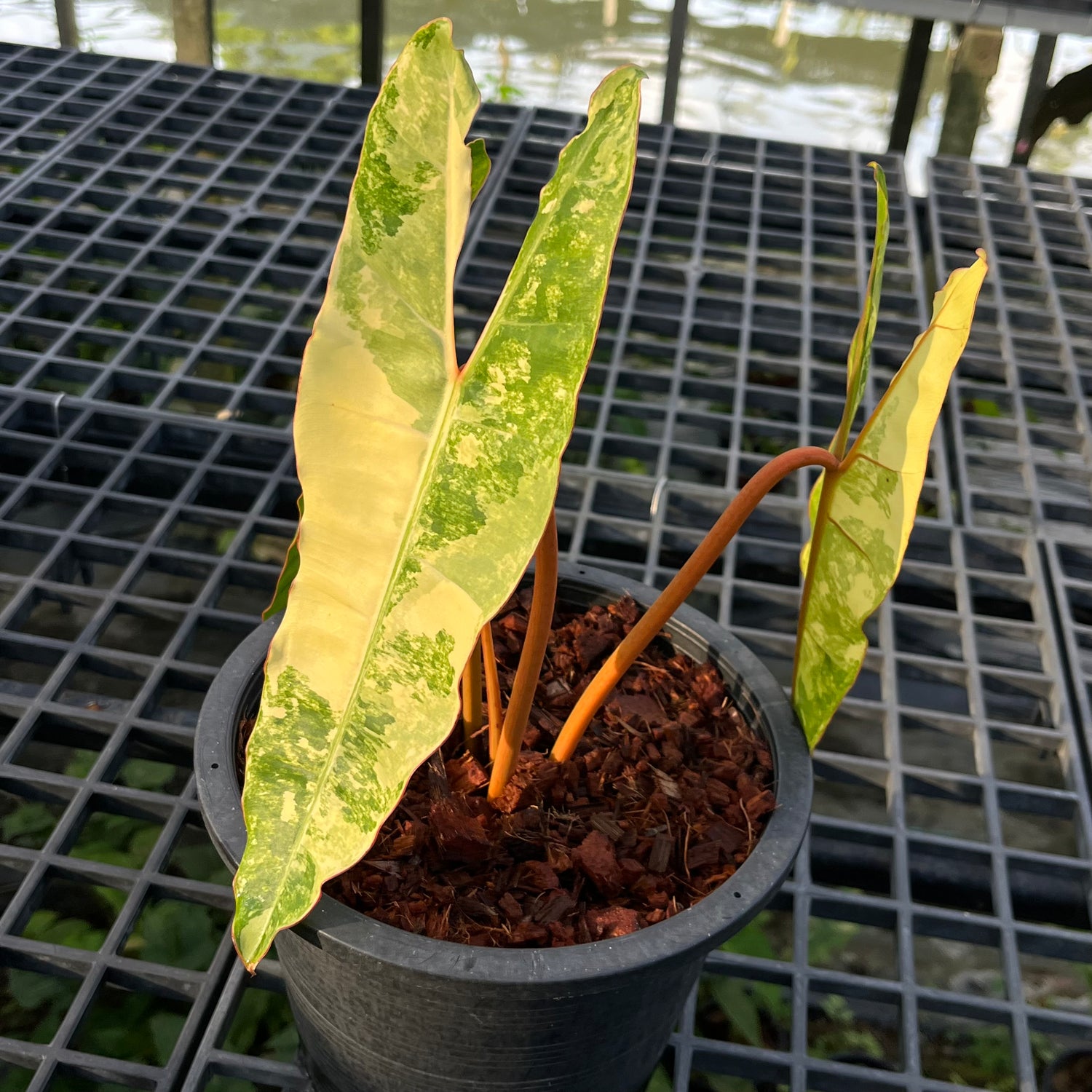 Philodendron