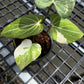 Philodendron Gloriosum Tricolor - Exact Plant (P065)