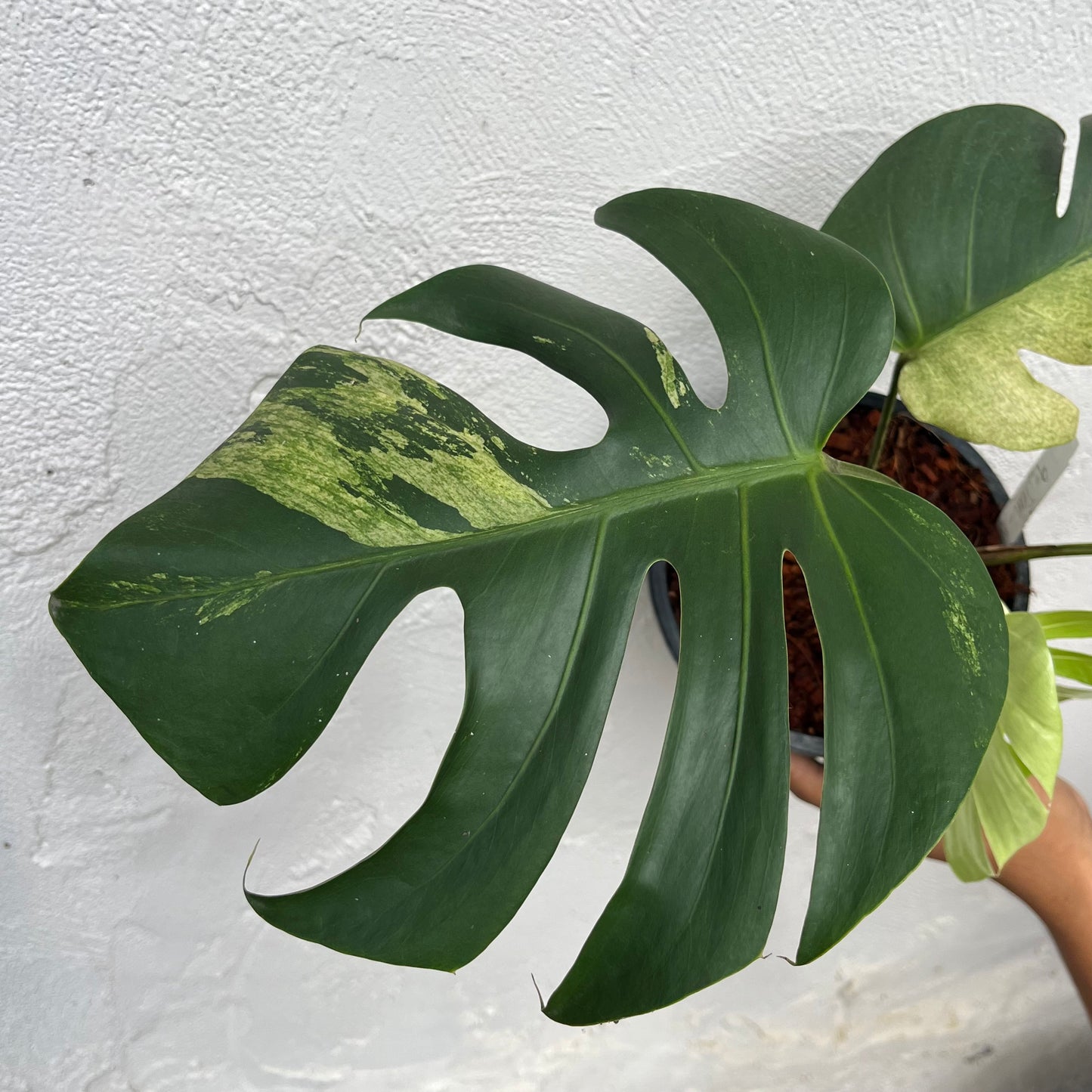Monstera Borsigiana Mint - Exact Plant