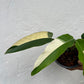 Epipremnum Giganteum White Pearl - Exact Plant