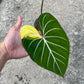 Philodendron Gloriosum Variegated Albo Type1 Rooted - Top Cutting - Exact Plant (P053)