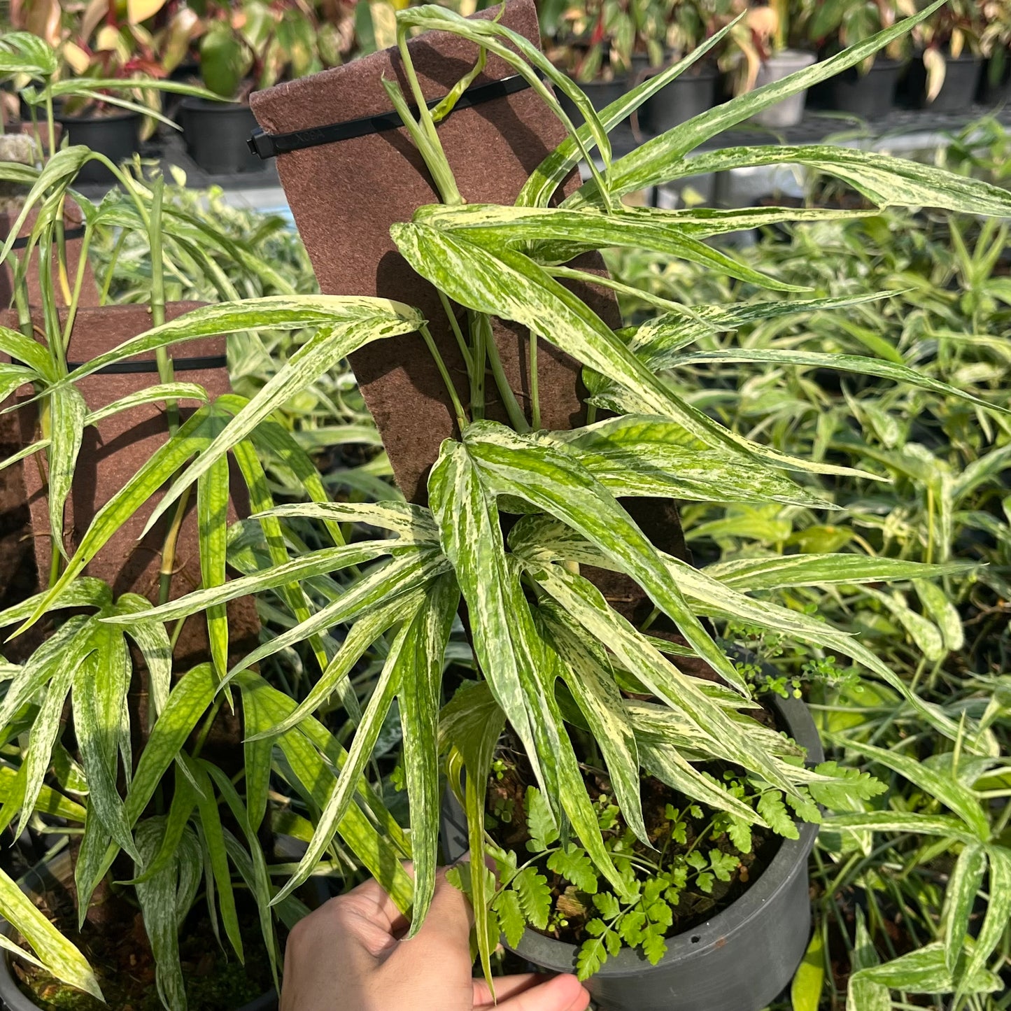 Amydrium Zippelianum Variegated