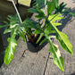 Philodendron Golden Dragon Variegated (Narrow Form)- XL - Exact Plant (P037)