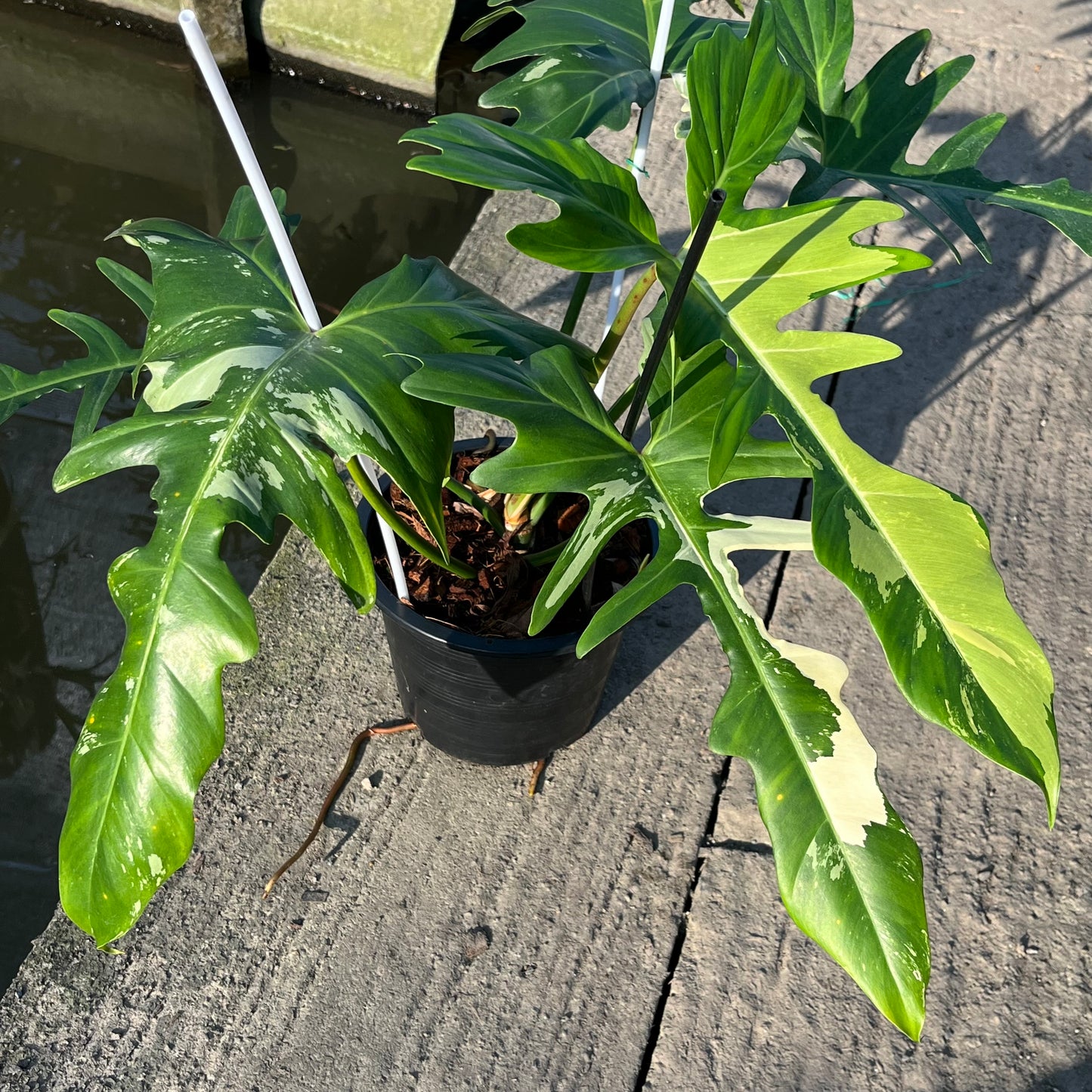 Philodendron Golden Dragon Variegated (Narrow Form)- XL - Exact Plant (P037)