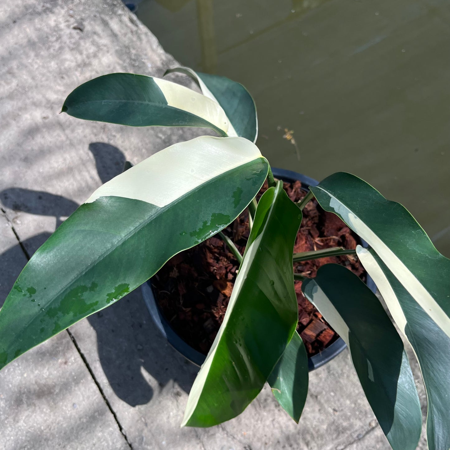 Epipremnum Giganteum White Pearl - Exact Plant (EP013)