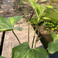 Anthurium Pterodactyl Variegated - Large - Flowering Size - Exact Plant (A025)