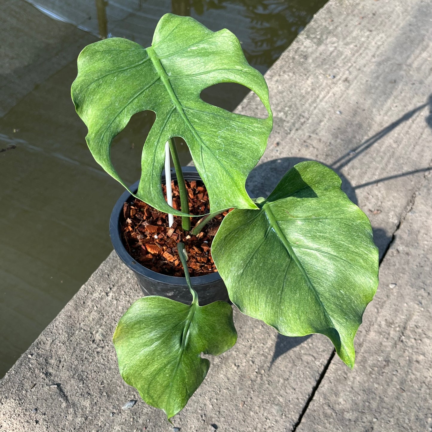 Monstera Jade Goblin - Exact Plant (M044)