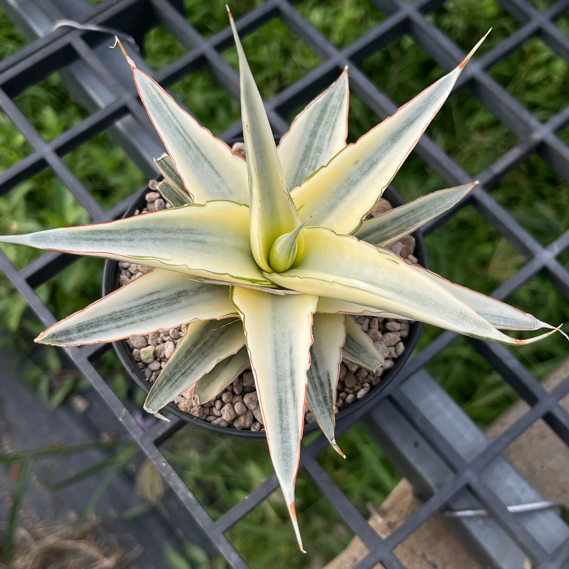 Top-down view of Sansevieria Snow White rosette shape with symmetrical variegated leaves