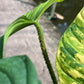 Philodendron Nangaritense Variegated - Fuzzy Petiole- Exact Plant (P032)