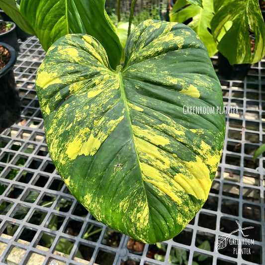 Philodendron Nangaritense Variegated Aurea – rare tropical plant with bright yellow variegation, heart-shaped leaves, and a fuzzy petiole. Unique aroid for collectors and exotic plant enthusiasts.