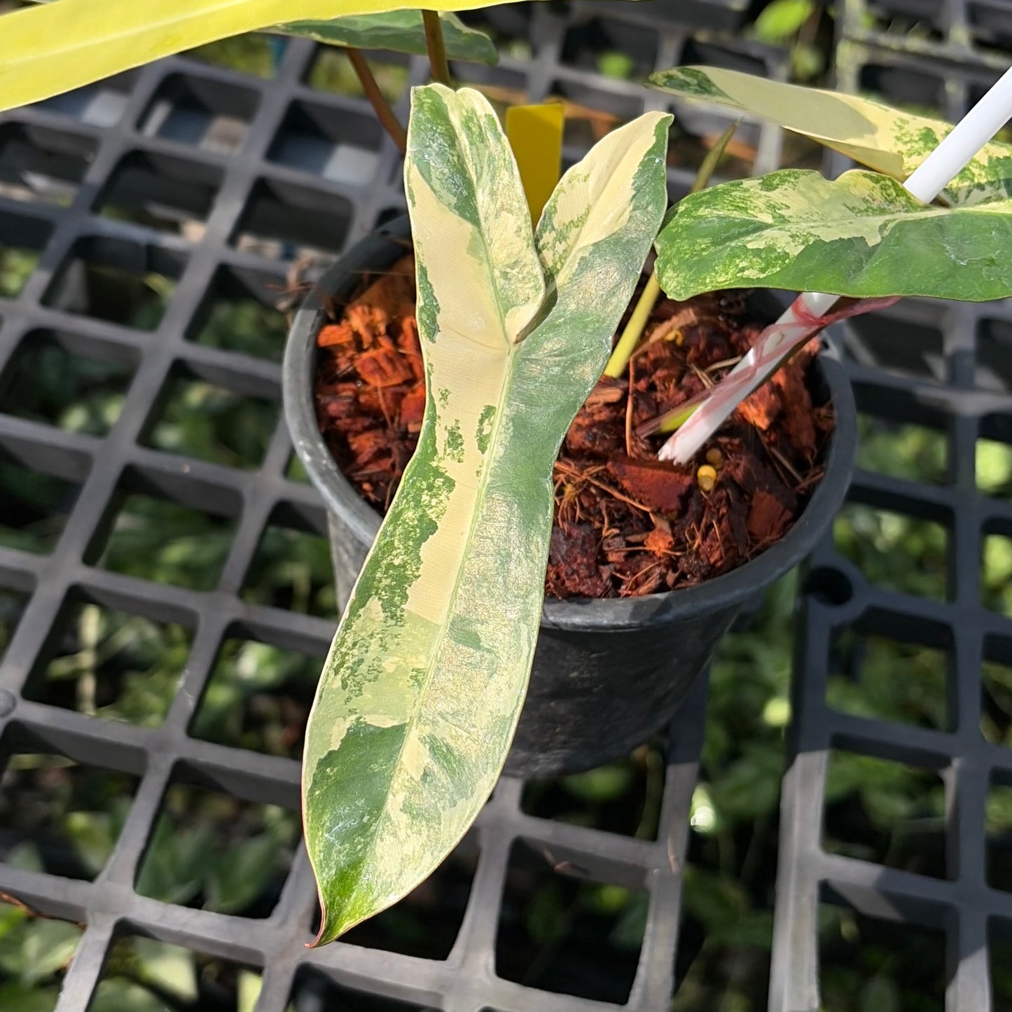 Philodendron Jennifer Variegated - (Hybrid P. Florida Beauty x P. Billietiae) - Exact Plant (P061)