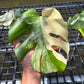 Monstera Casper - Exact Plant (M054)