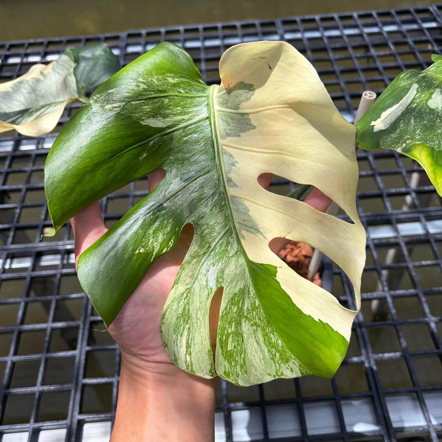 Monstera
