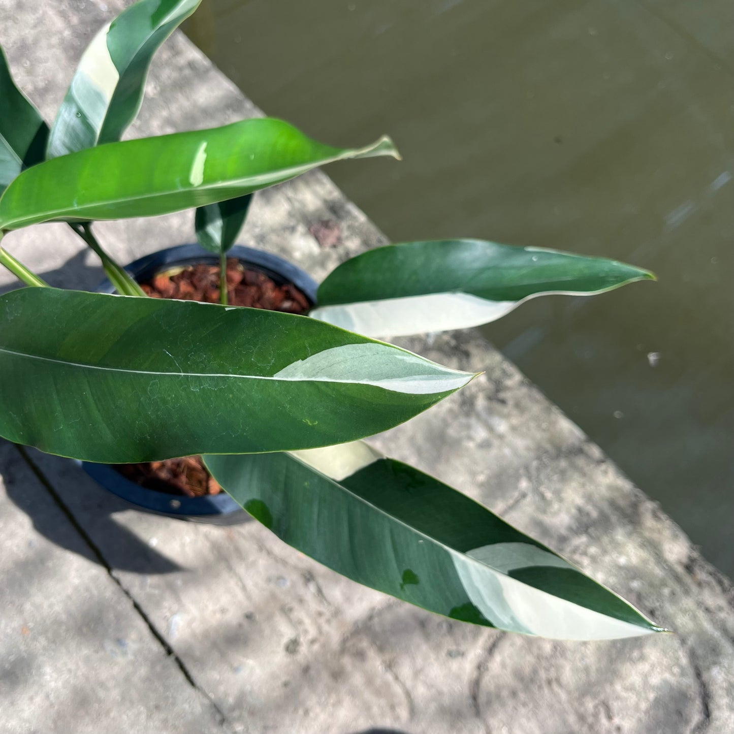 Epipremnum Giganteum White Pearl - Exact Plant (EP011)