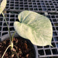 Monstera Borsigiana Full Mint - Exact Plant (M035)