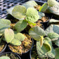 Ficus Villosa - Exotic Hairy Foliage