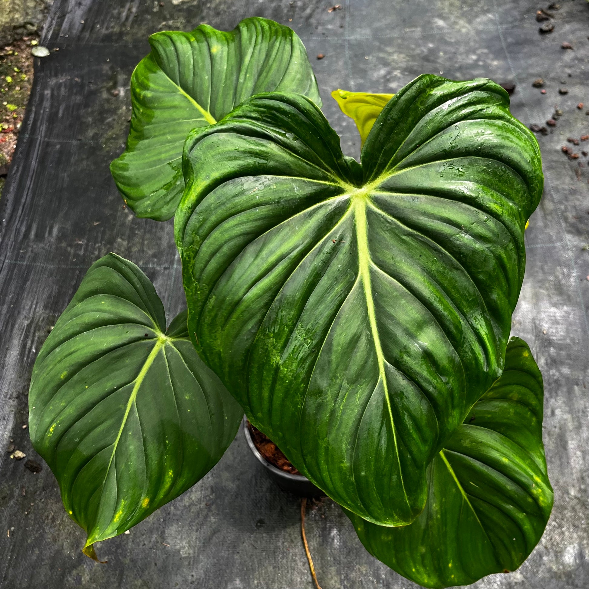 philodendron dean mcdowell Philodendron Dean McDowell – Greenroom Planter
