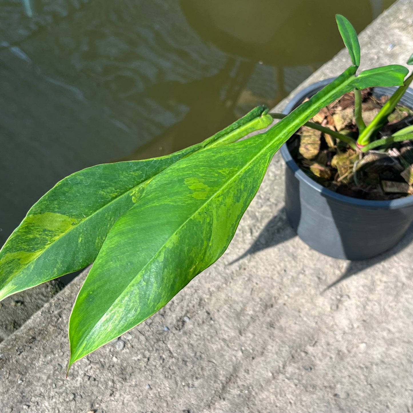 Philodendron Joepii Variegated - Exact Plant (P040)