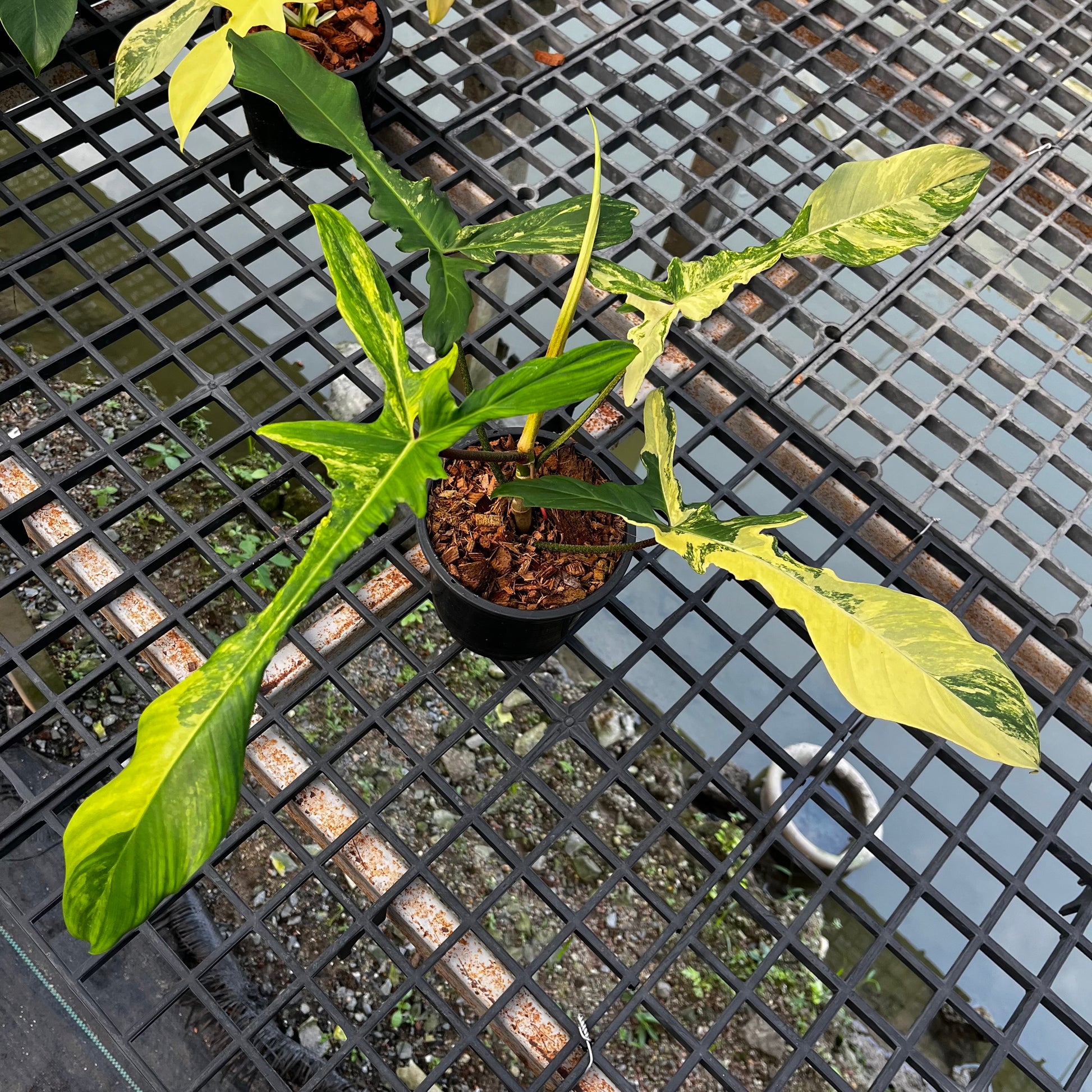 philodendron florida green flower Philodendron Florida Beauty – Greenroom Planter