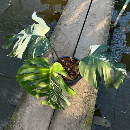 Monstera Borsigiana x Mint ‘Jungle’ - XXL Size - Exact Plant (M040)