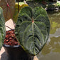 Anthurium Hoffmanii Red Sinus ‘Blood Moon’ - Original Clone - Flowering Size - Exact Plant (A027)