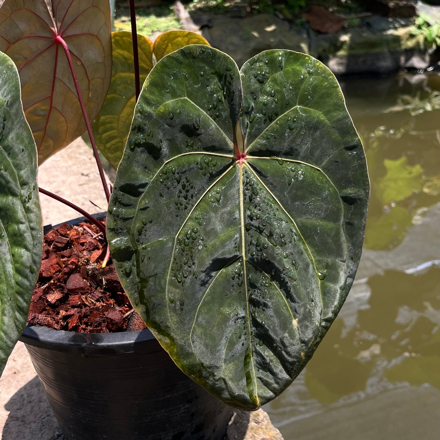 Anthurium Hoffmanii Red Sinus ‘Blood Moon’ - Original Clone - Flowering Size - Exact Plant (A027)