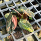 Philodendron Melanochrysum ‘BonFire’ Orange Variegated