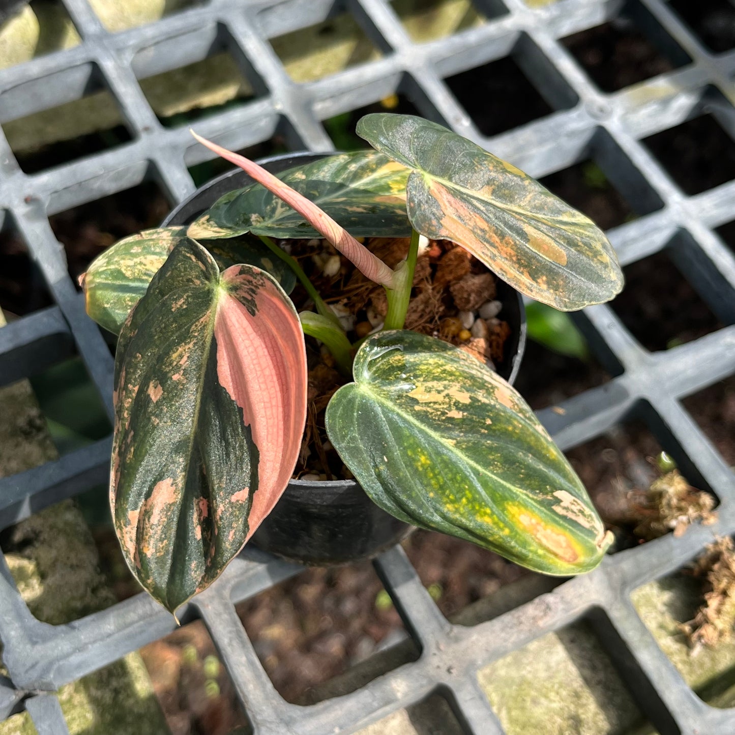 Philodendron Melanochrysum ‘BonFire’ Orange Variegated