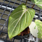 Philodendron Gloriosum Tricolor - Exact Plant (P065)