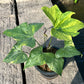 Anthurium Pterodactyl Variegated - Large - Flowering Size - Exact Plant (A025)