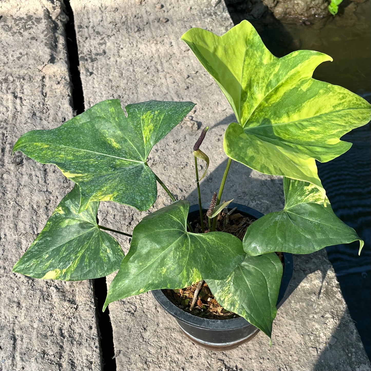 Anthurium Pterodactyl Variegated - Large - Flowering Size - Exact Plant (A025)