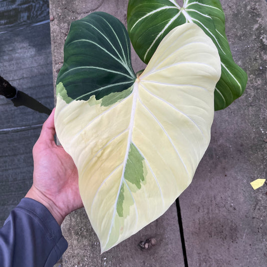 Philodendron Gloriosum with striking sectoral variegation on large, heart-shaped leaves