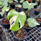 Monstera Thai Constellation - Medium Size