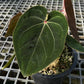 Anthurium Hoffmanii Red Sinus ‘Blood Moon’ - Exact Plant - Australian Hybrid