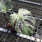Monstera Deliciosa Devil Monster - Exact Plant (M057)