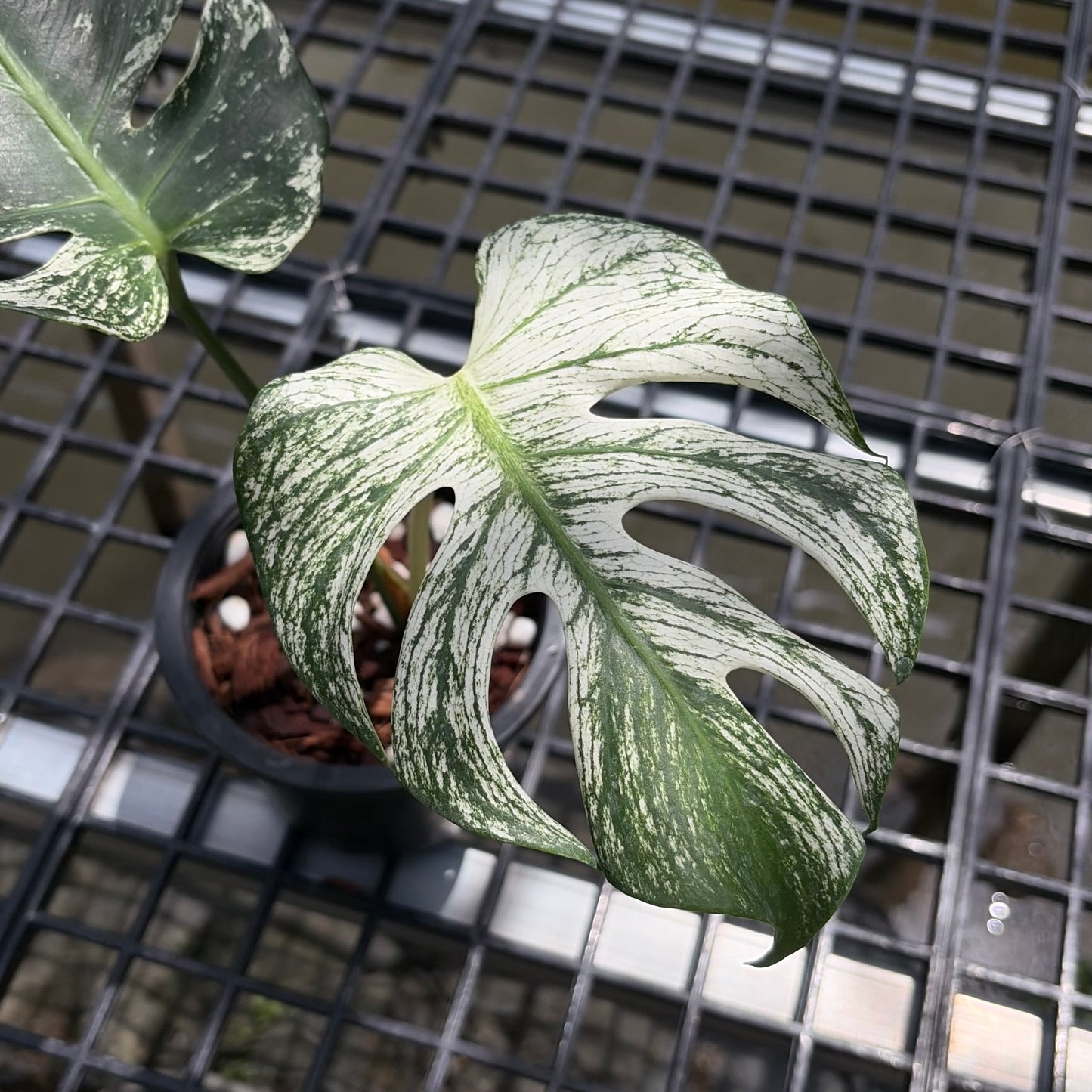 Monstera Deliciosa Devil Monster - Exact Plant (M057)