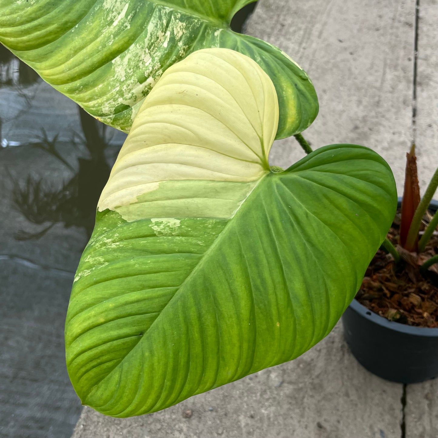 Philodendron Nangaritense Variegated - Fuzzy Petiole- Exact Plant (P032)