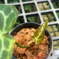 Anthurium Crystallinum Variegated - Exact Plant