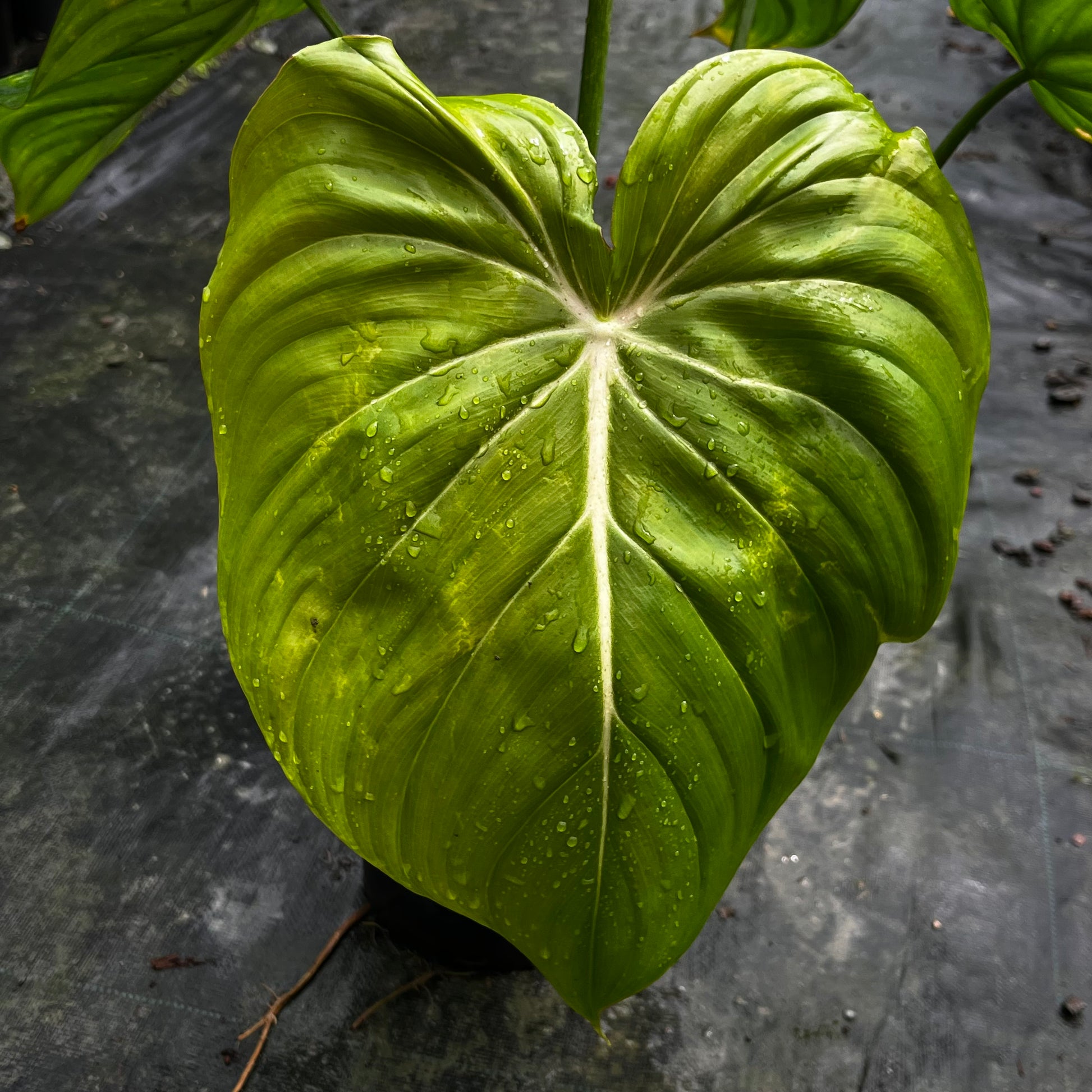 mcdowell philodendron Philodendron Dean McDowell – Greenroom Planter