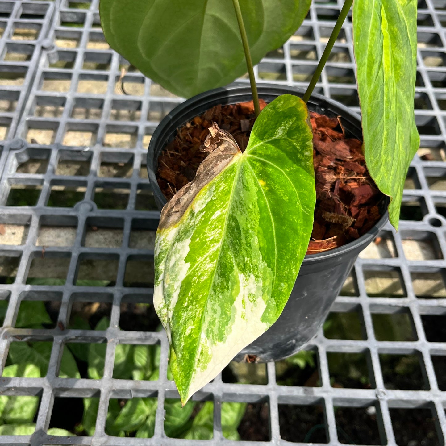 Anthurium Papillilaminum Hybrid Variegated - Exact Plant (A019)